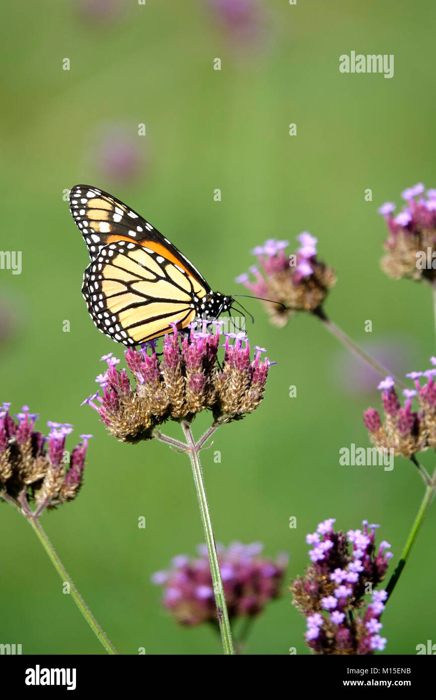 Monarch Butterfly in Purple Flower Garden Stock Photo - Alamy