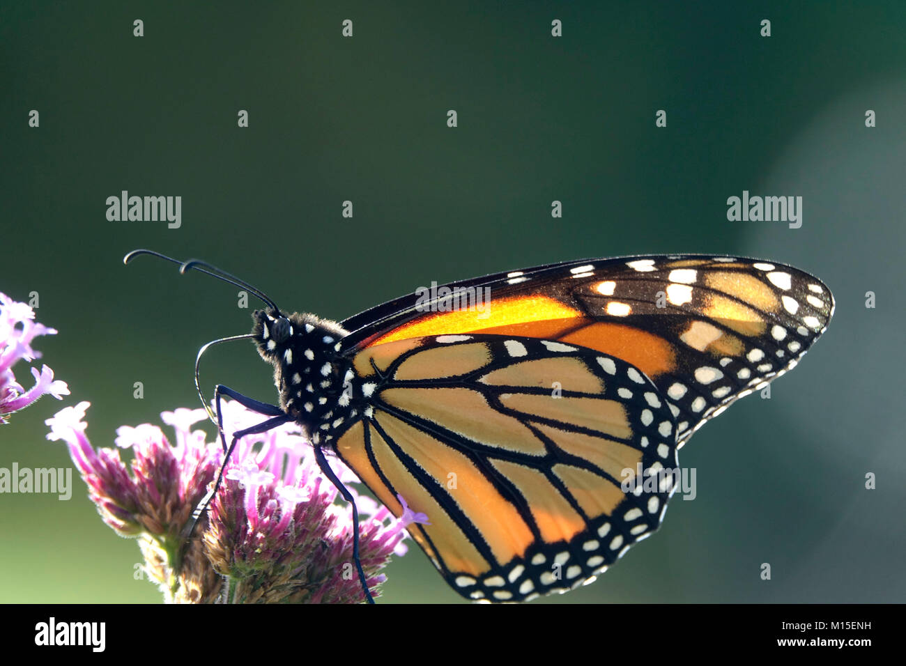Monarch Butterfly in Purple Flower Garden Stock Photo - Alamy