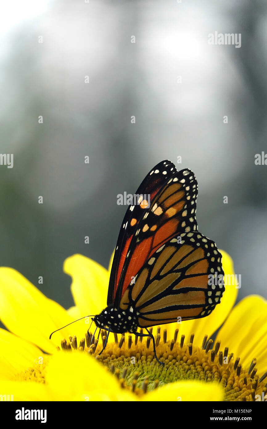Monarch Butterfly in Yellow Flower Garden Stock Photo - Alamy