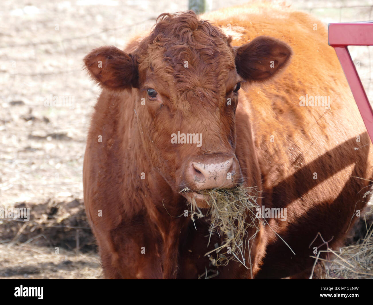 Brown Beef Cattle on a Farm Eating Hay Stock Photo Alamy