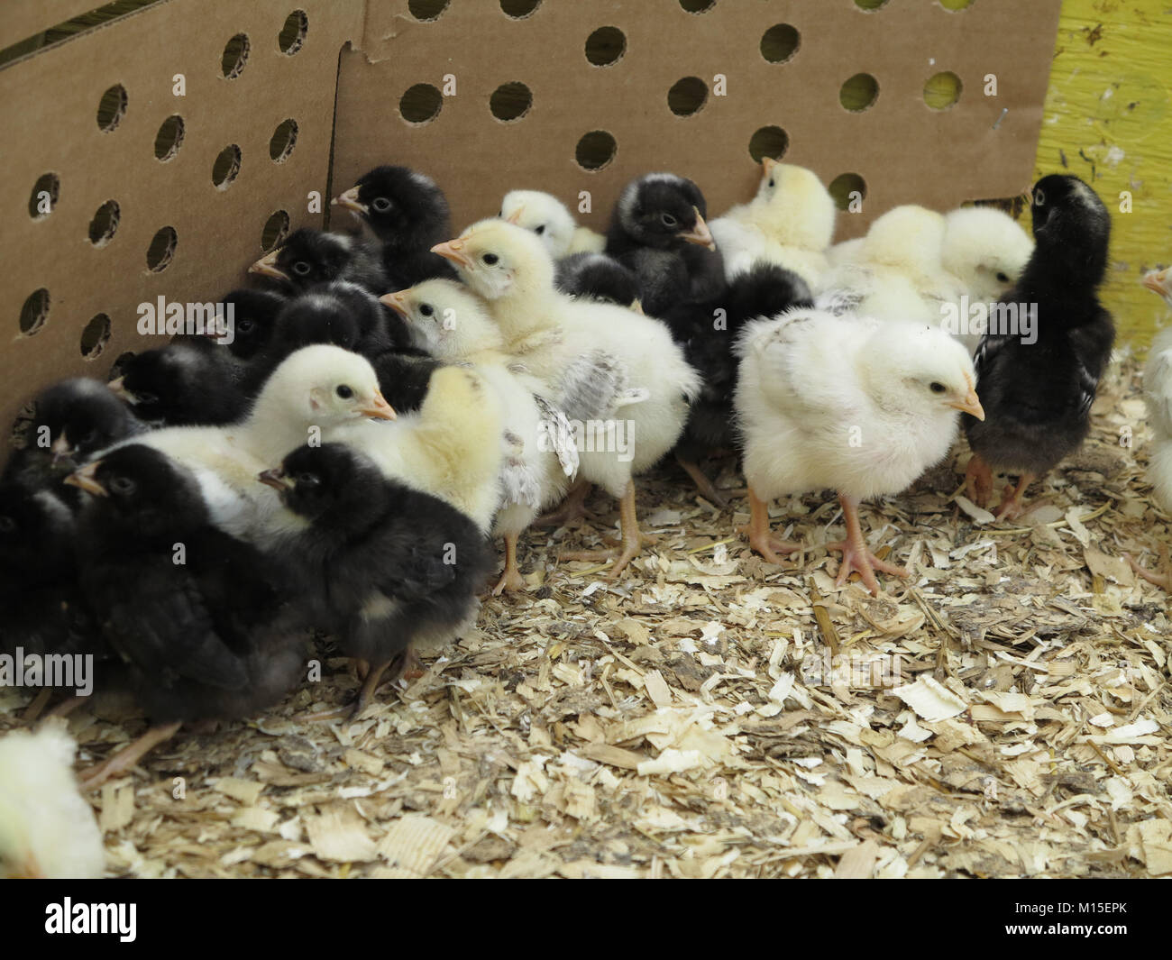 A Cluster of Black and Yellow Baby Chicks Stock Photo - Alamy