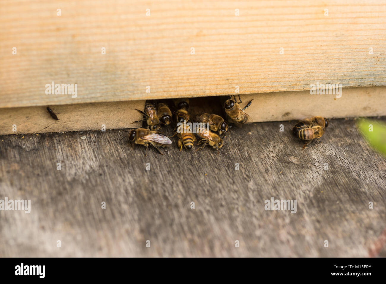 Drones and worker bees at the entrance of a hive. Stock Photo