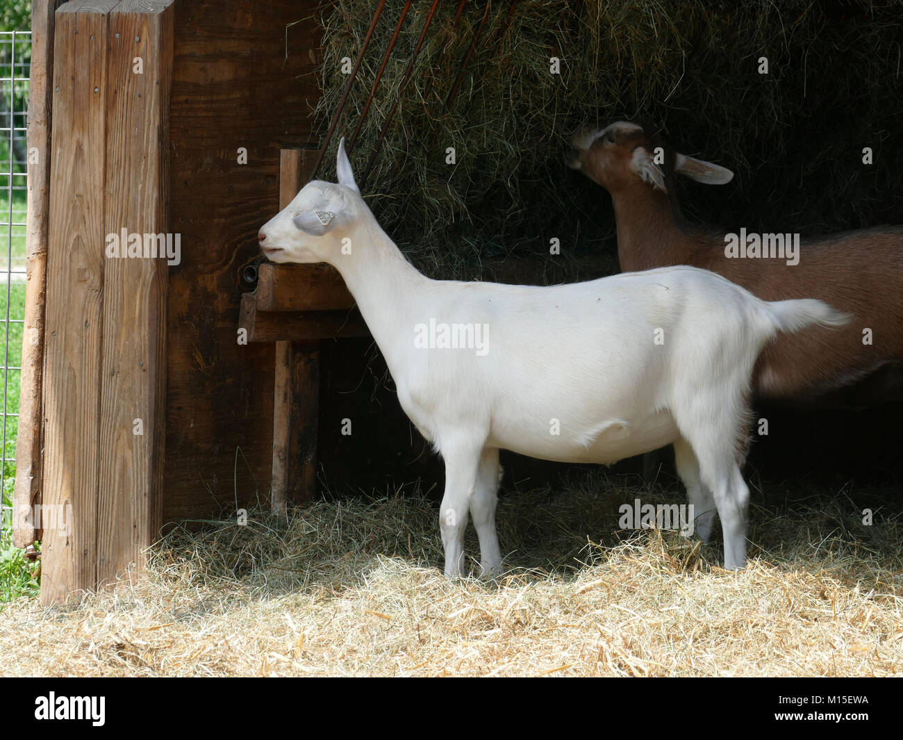 Two Dairy Goats Eating Hay Inside of a Barn Stock Photo