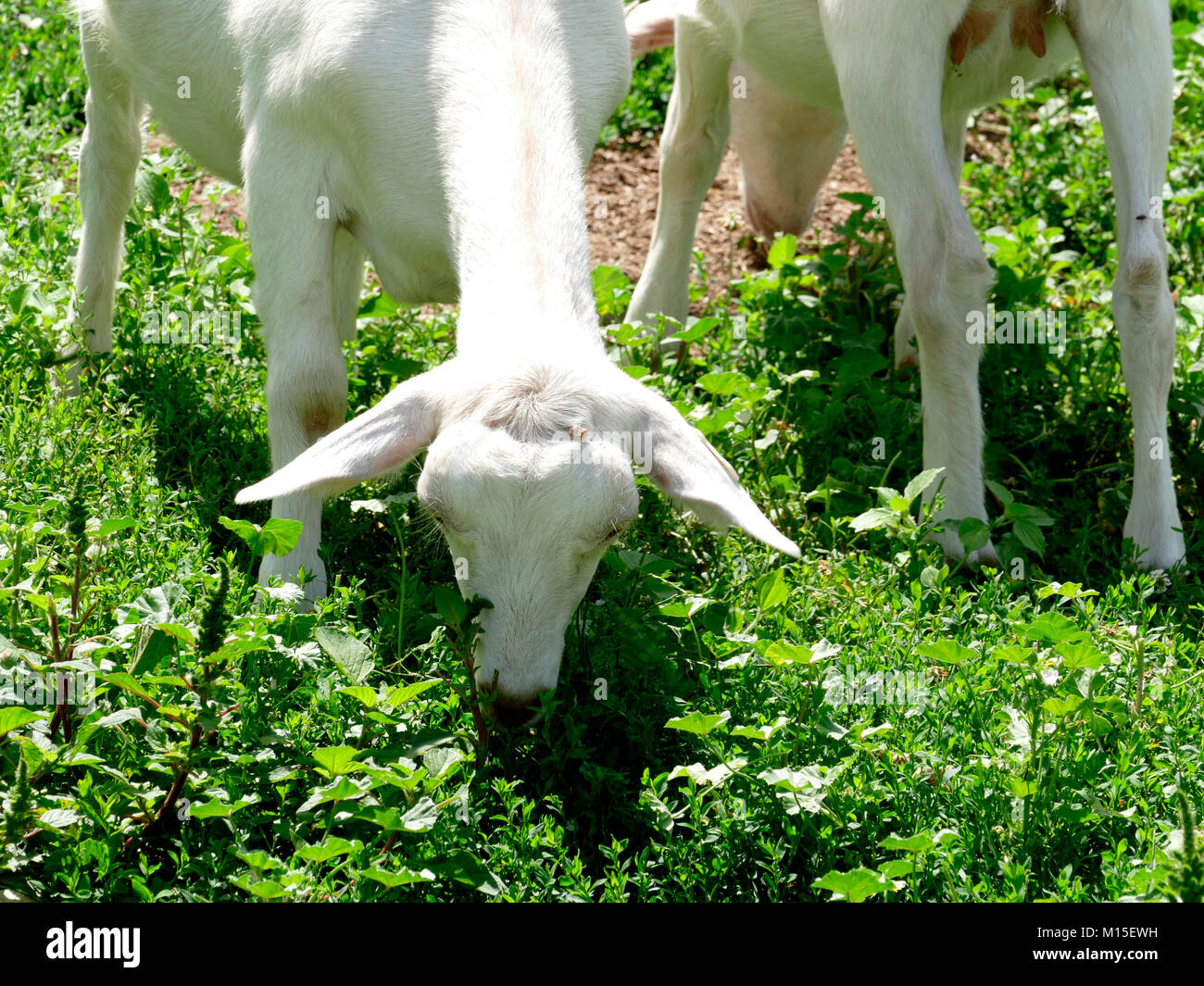 Two White Dairy Goats Eating Grass on a Farm Stock Photo