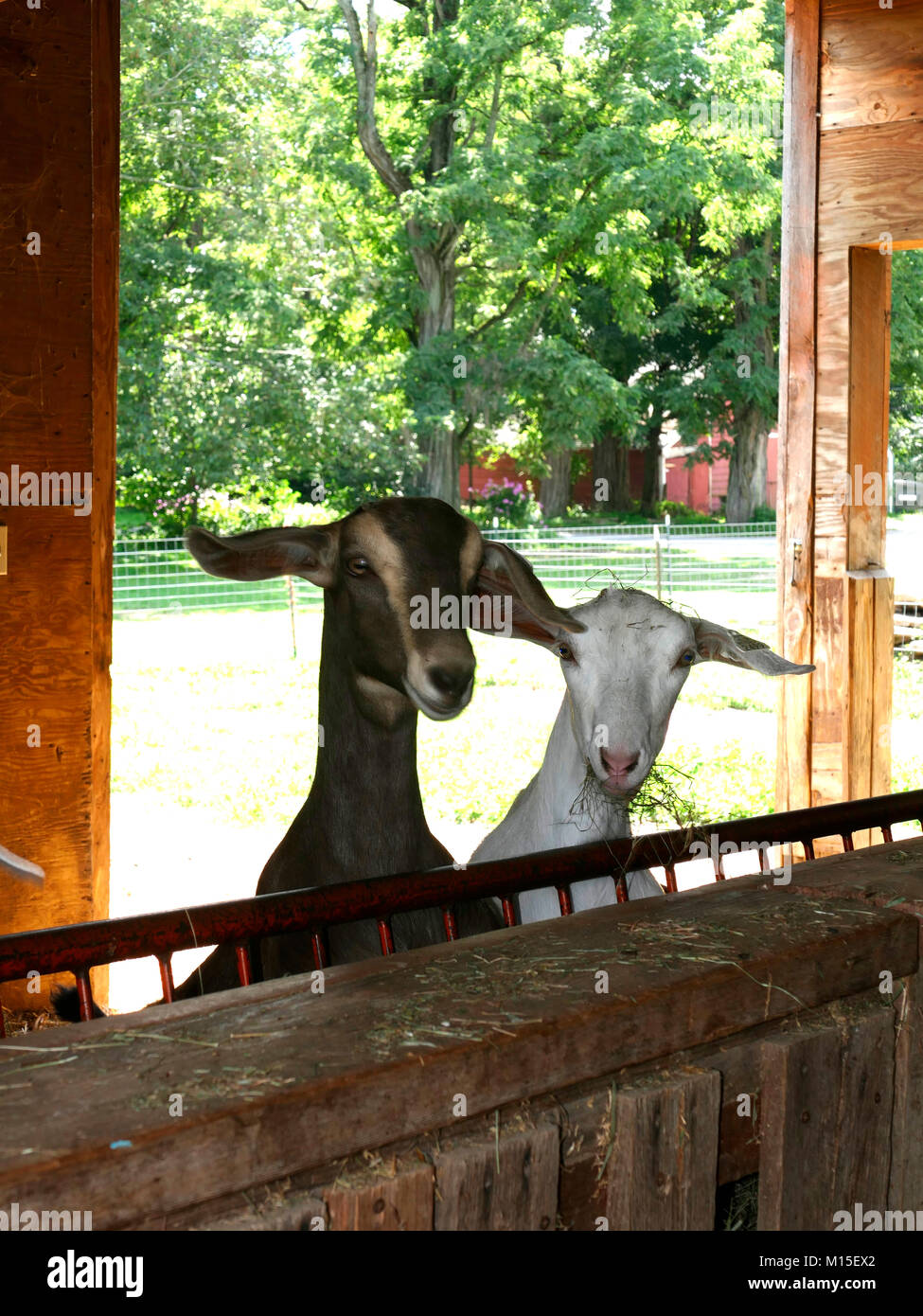 Two Dairy Goats Looking at the Camera Inside a Barn on a Sunny Summer Day Stock Photo