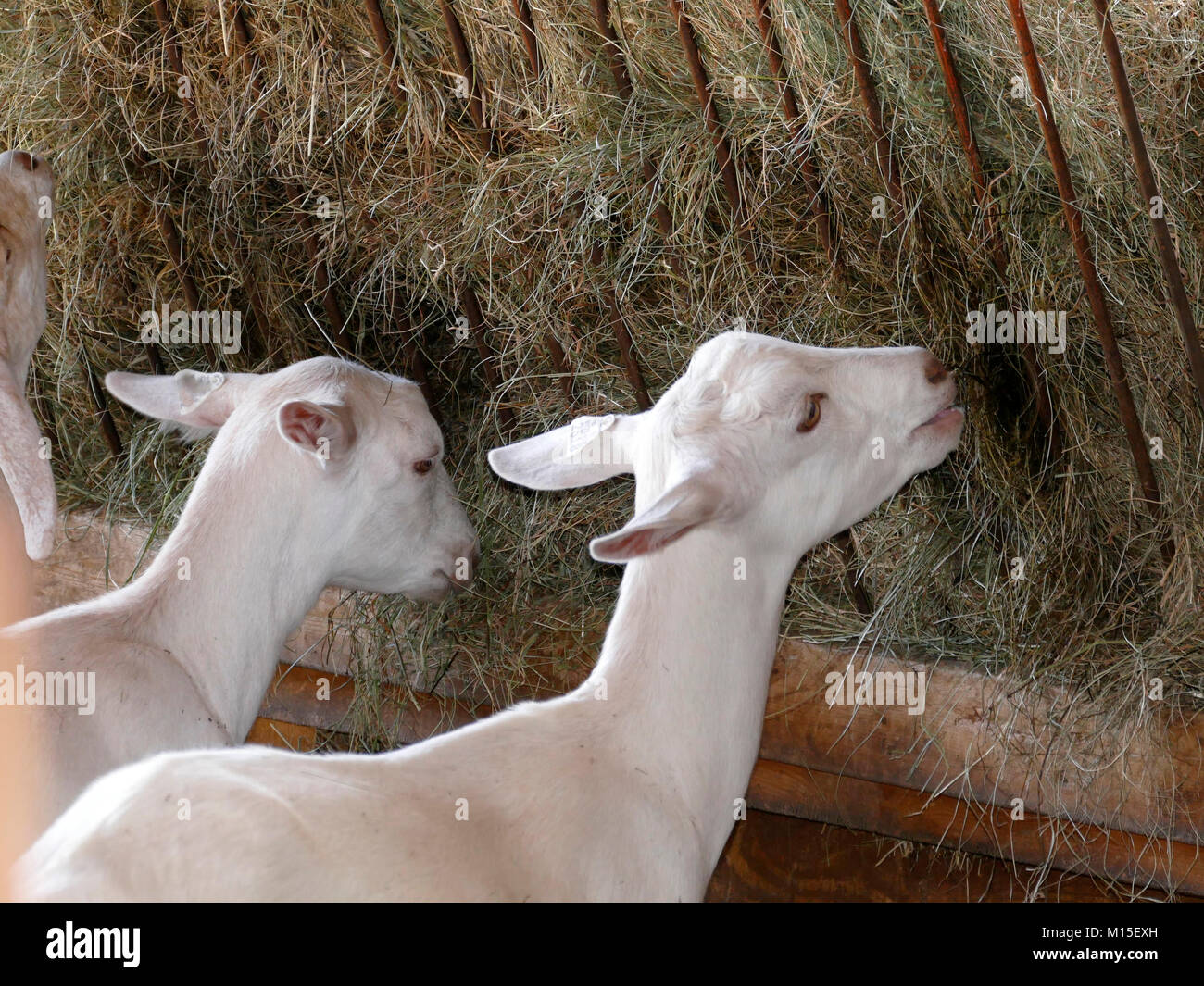 White Dairy Goats Eating Hay Inside of a Barn Stock Photo Alamy