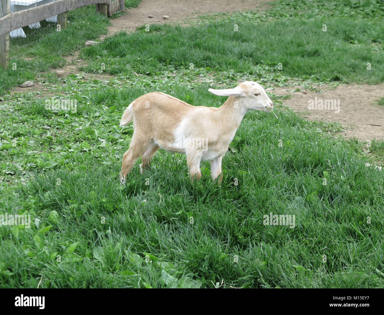 Dairy Goat Eating Grass Alone on a Farm Stock Photo Alamy