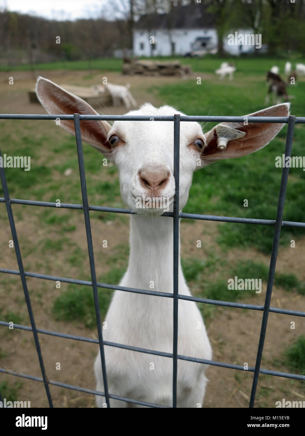 One Happy White Dairy Goat Smiling Through a Fence Stock Photo