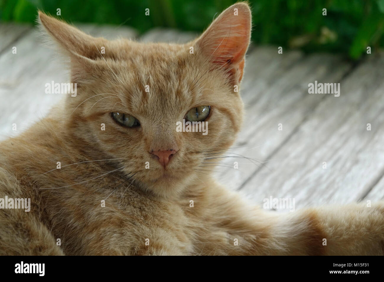 Close Up of an Orange Tabby Cat with Green Eyes Relaxing Outside on the ...