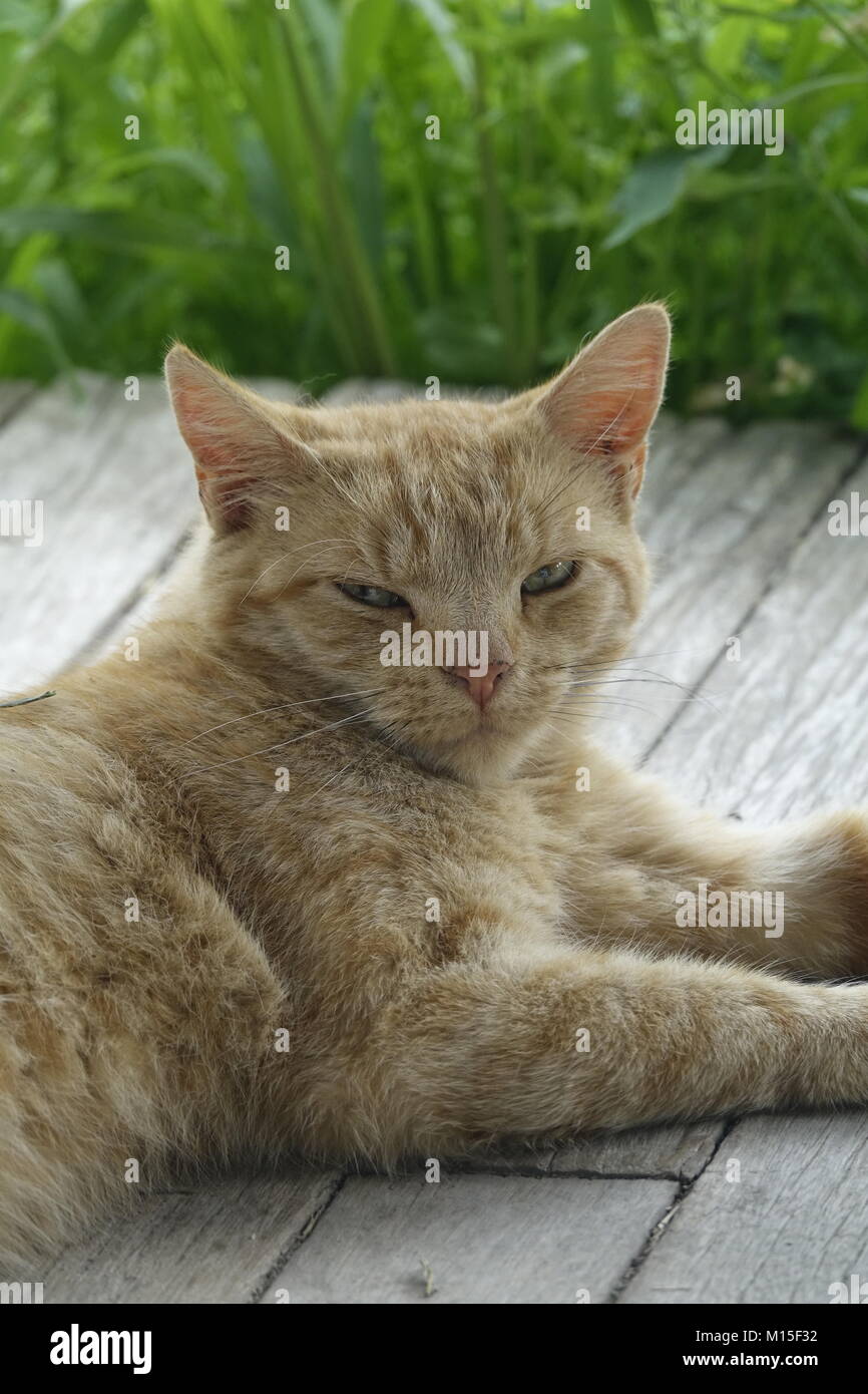 Close Up of an Orange Tabby Cat with Green Eyes Relaxing Outside on the ...