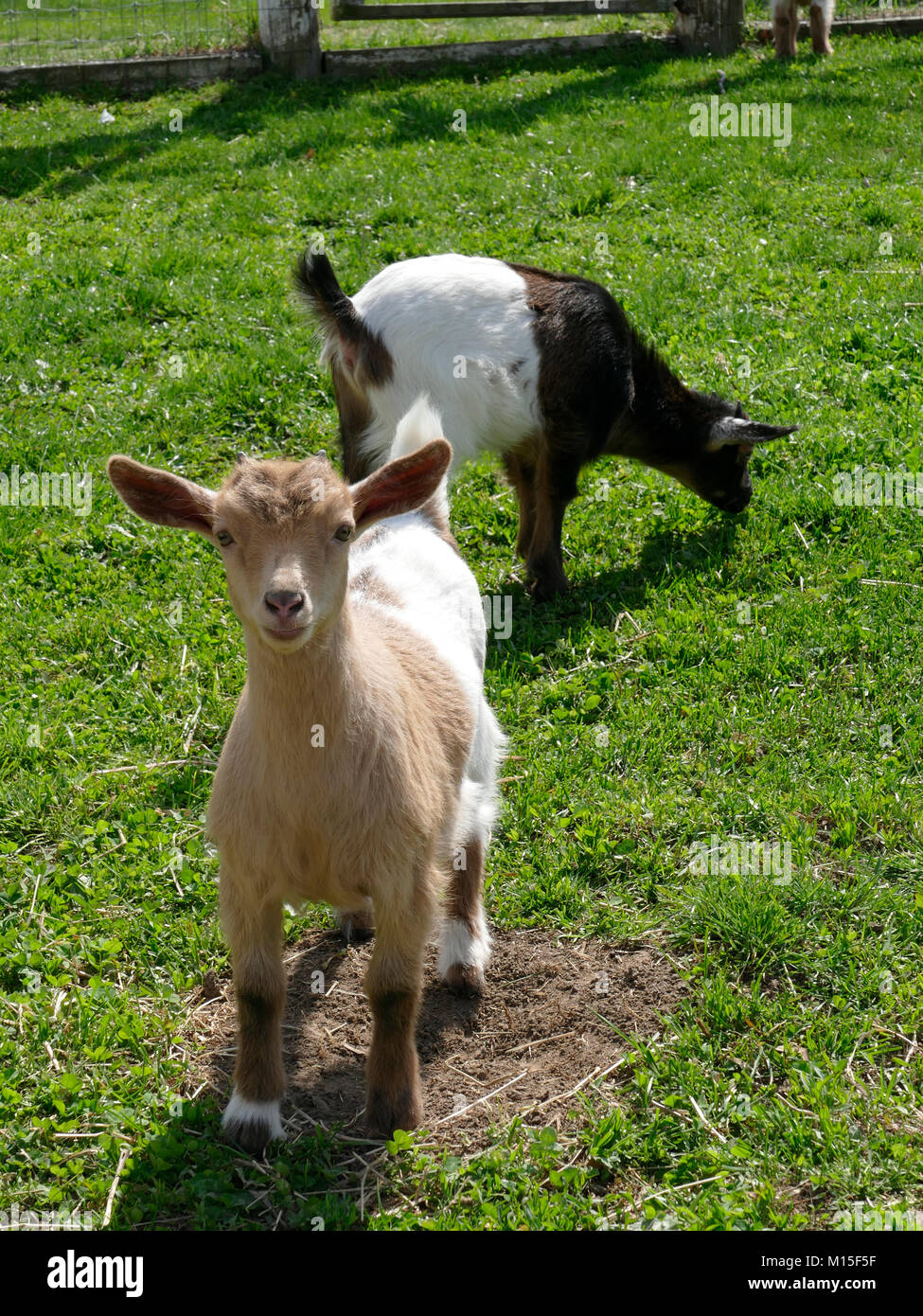 Kid Goats on the Farm Stock Photo