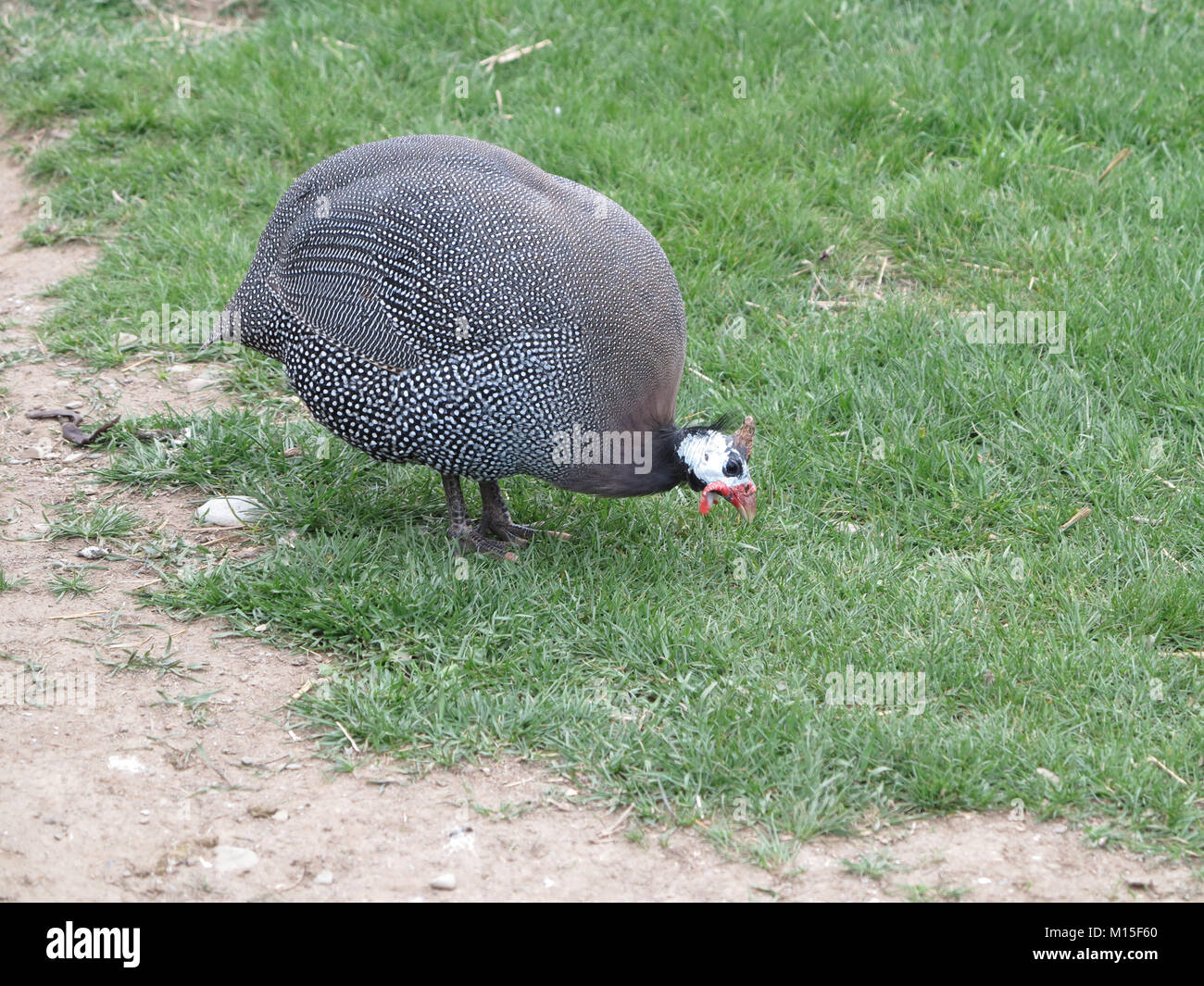 Guineafowl Bird Gray with White Spots against a Green Background