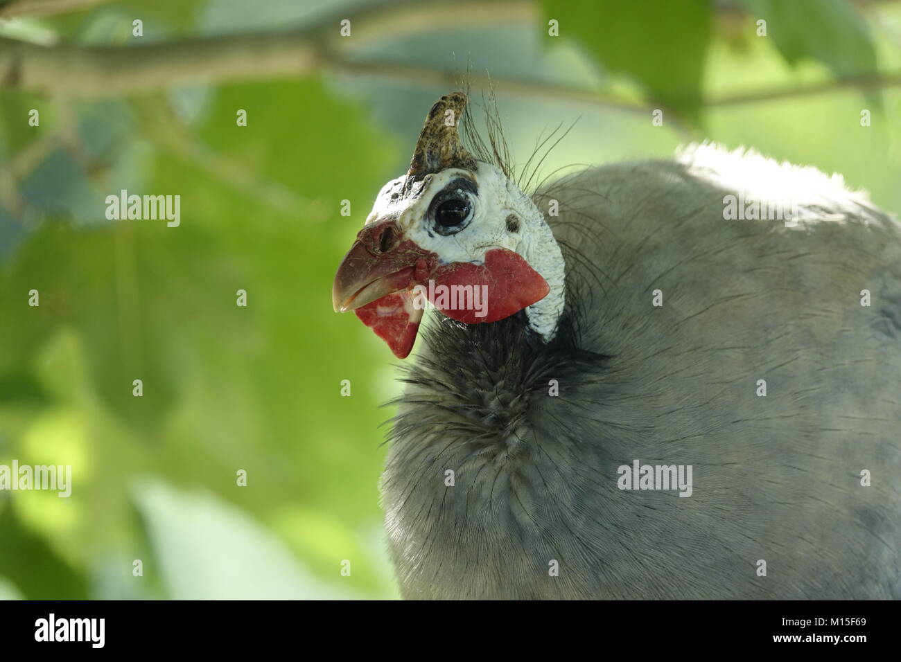 Guineafowl Bird Gray with White Spots against a Green Background