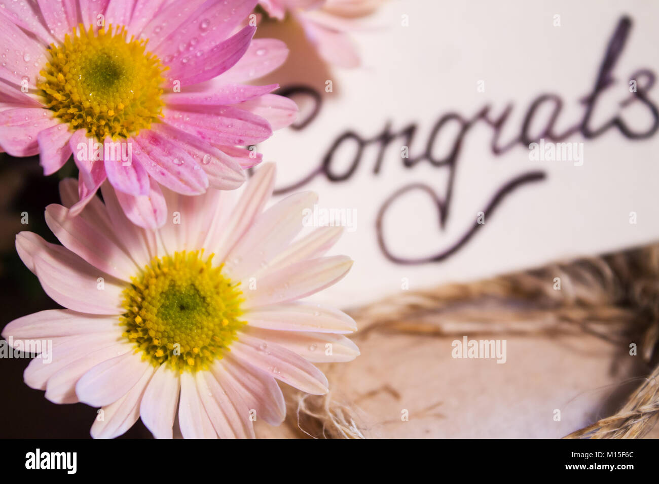 Two beautiful delicate flower with dew drops on blurred background inscription congrats Stock Photo