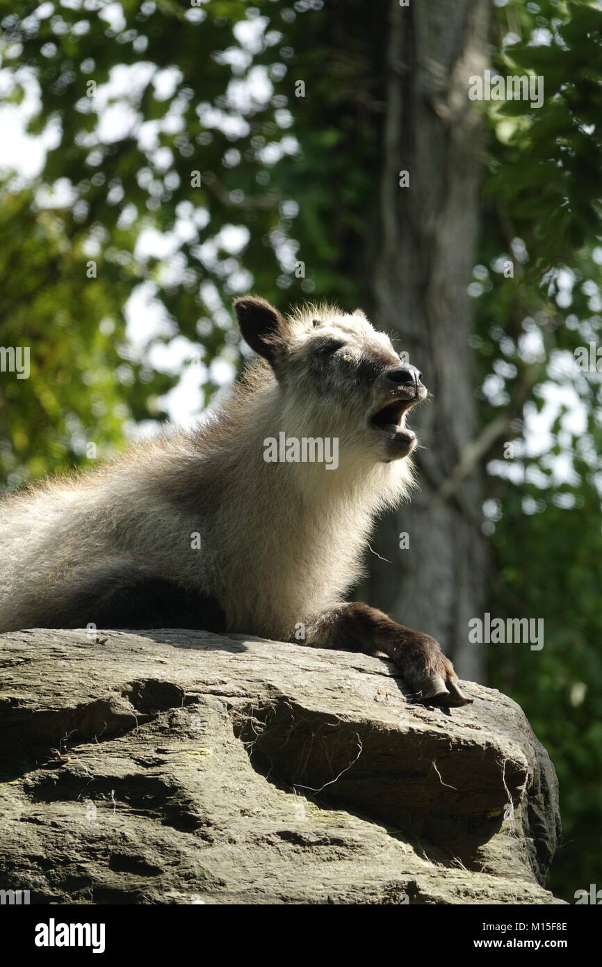 Japanese Serow Resting on a Rock on a Sunny Day Stock Photo