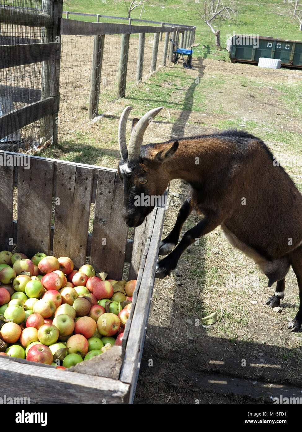 Pigmy Goats Searching for the Perfect Apple Stock Photo Alamy
