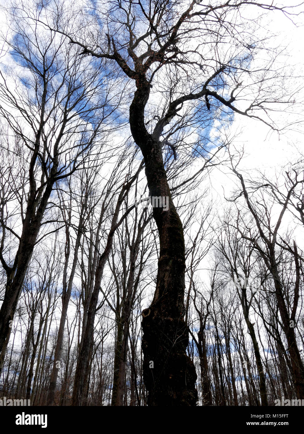 Large Bare Trees in the Spring against Clouds and a Blue Sky Stock ...