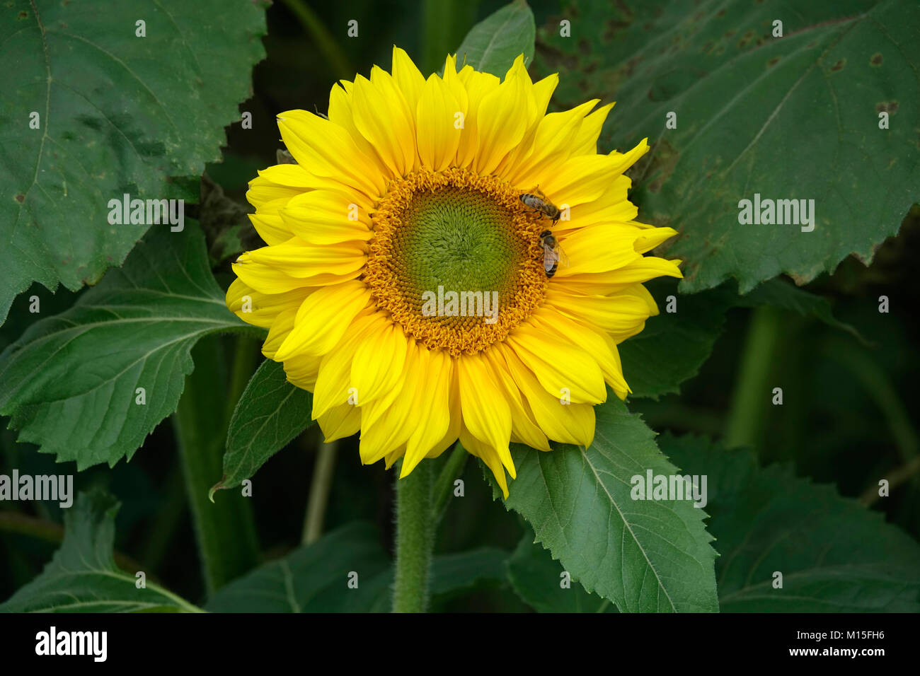Singular Happy Yellow Sunflower in the Garden with Bees Stock Photo - Alamy
