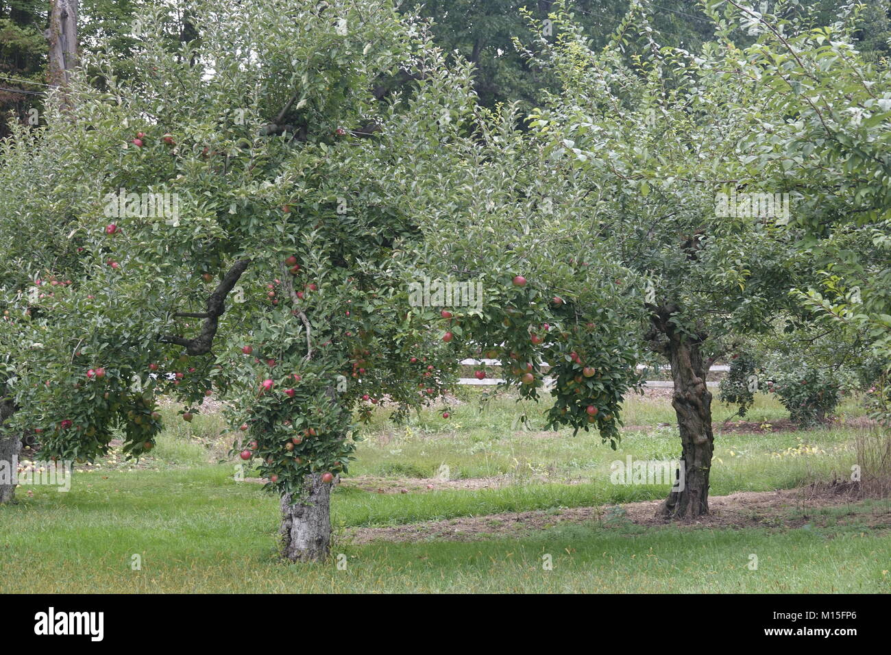 Orchard grass hay hires stock photography and images Alamy