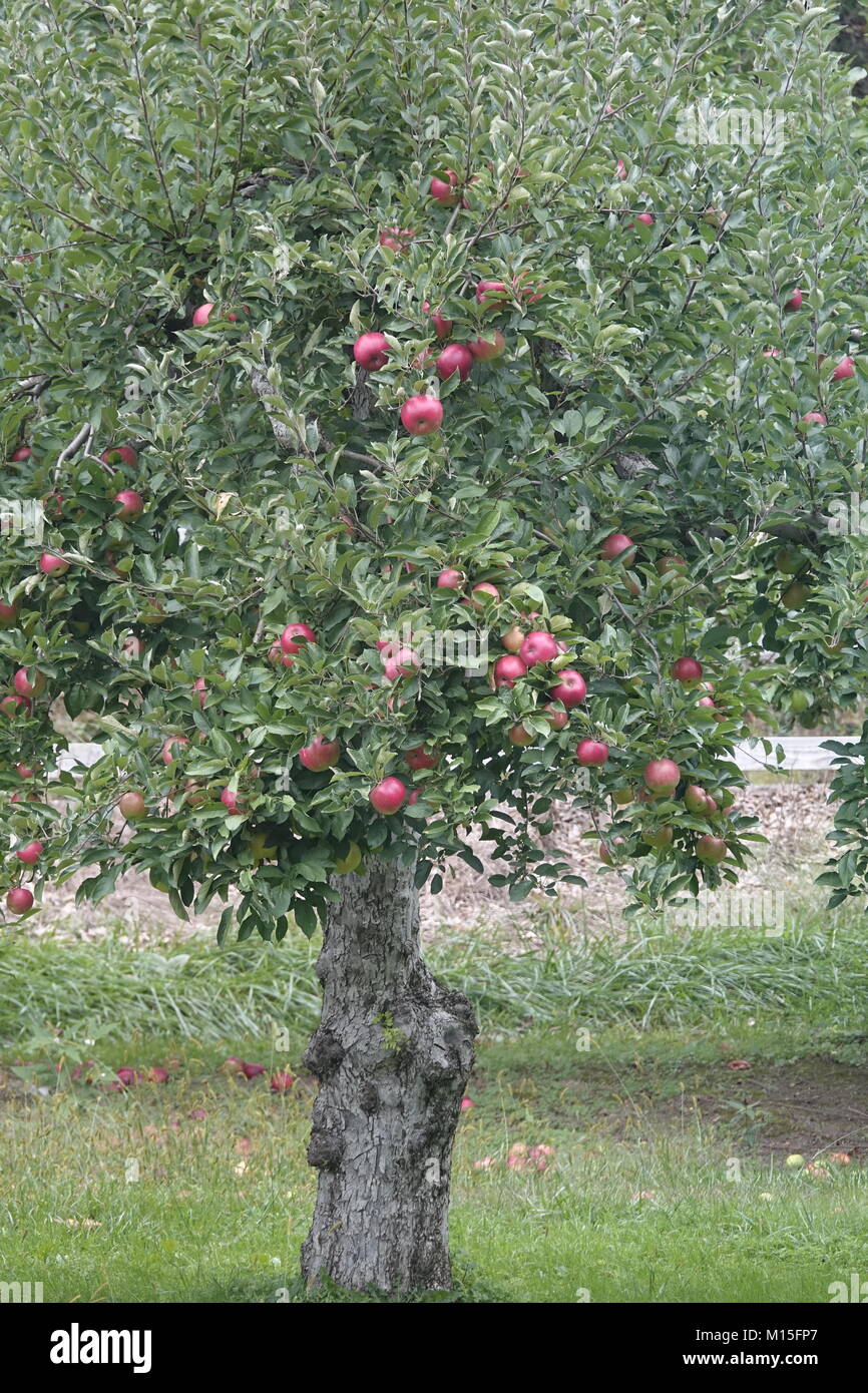Red Apples to be Picked at an Apple Orchard Stock Photo - Alamy
