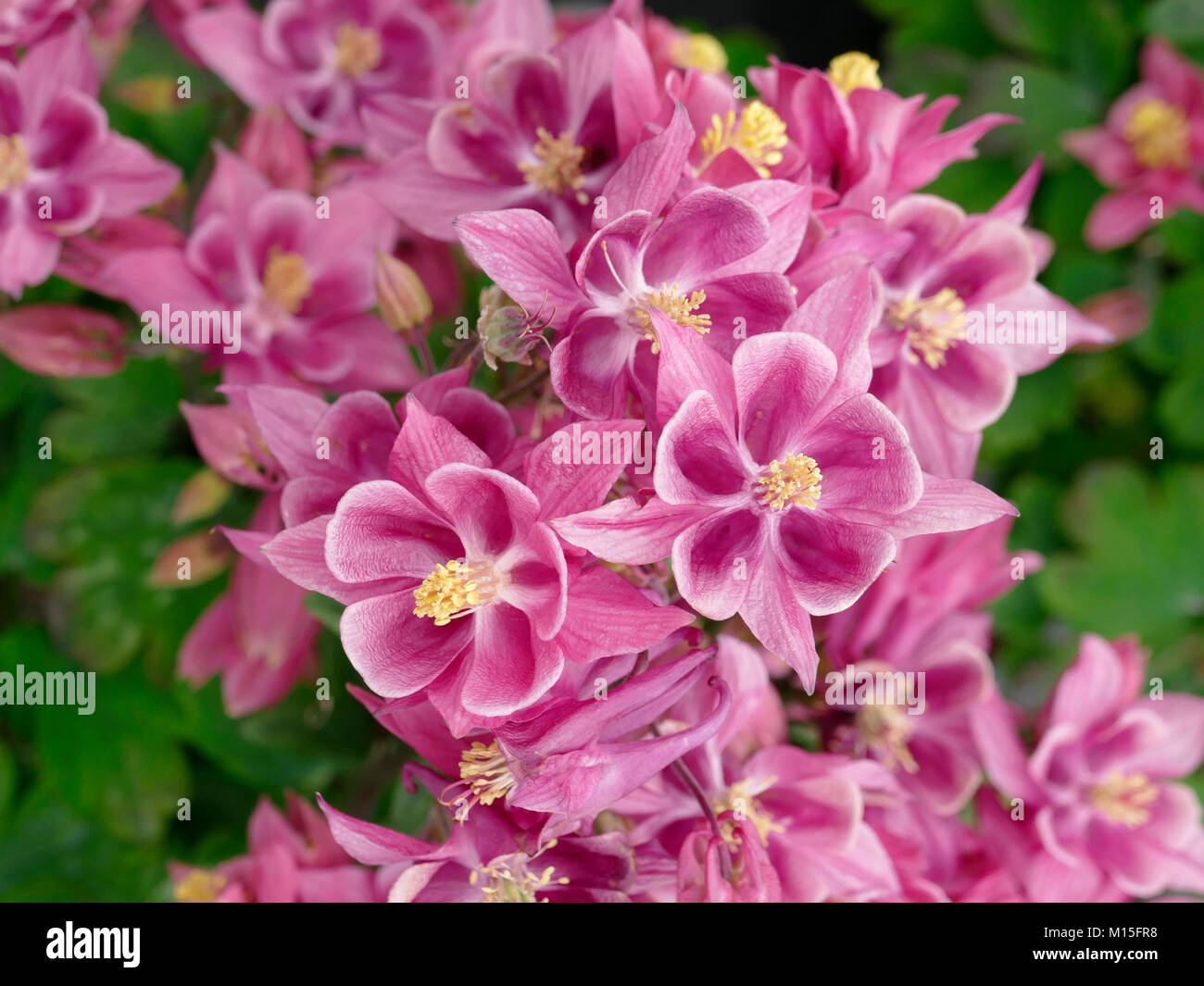 Picture Of Pink Columbine Flowers at Kathleen States blog