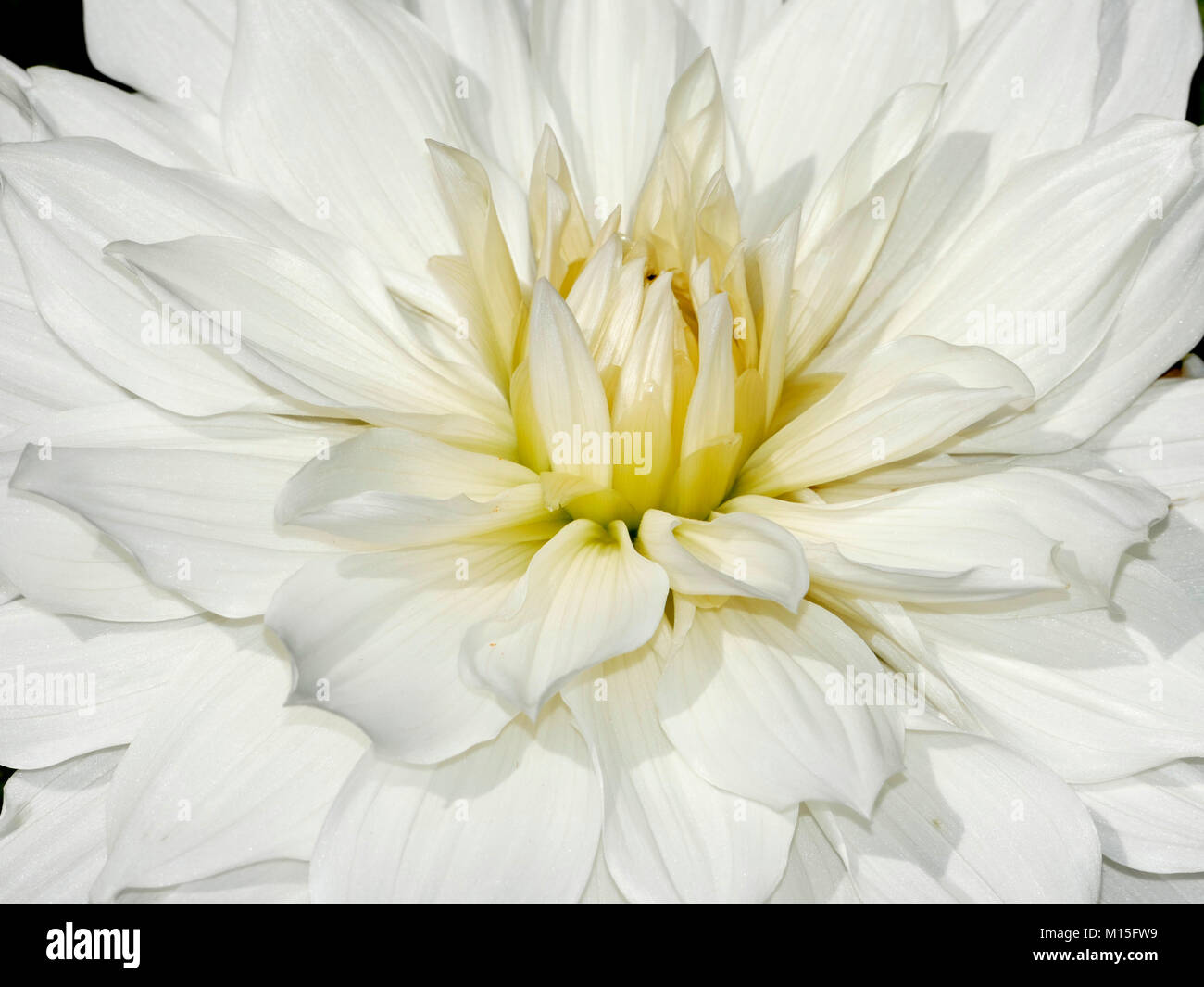 White Dahlia from the Home Garden Up-Close and Personal Stock Photo