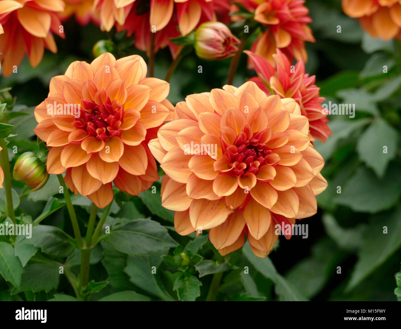 Orange Dahlia in a Home Garden Stock Photo