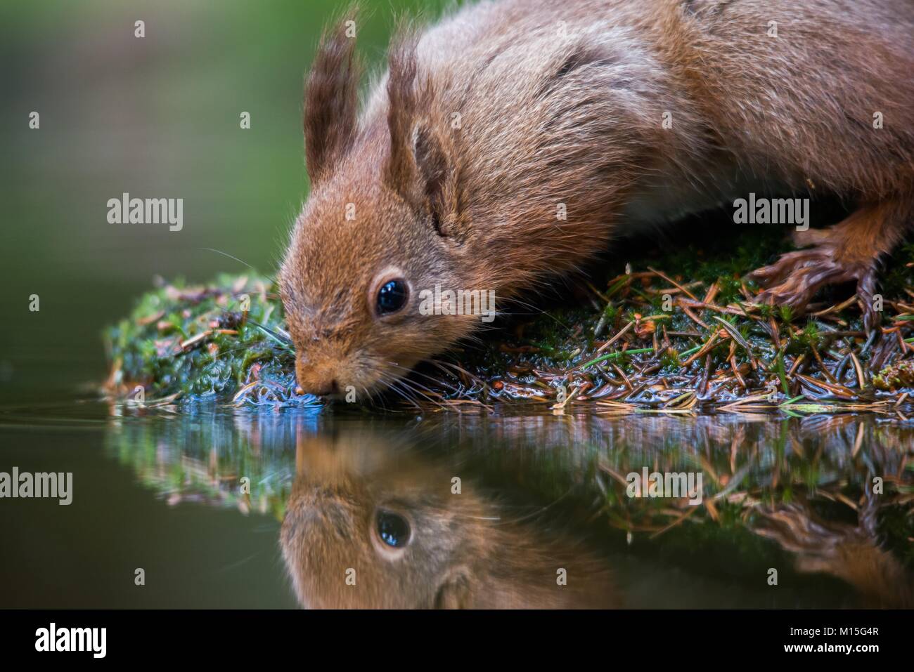 Red squirrel reflection in water hi-res stock photography and images ...
