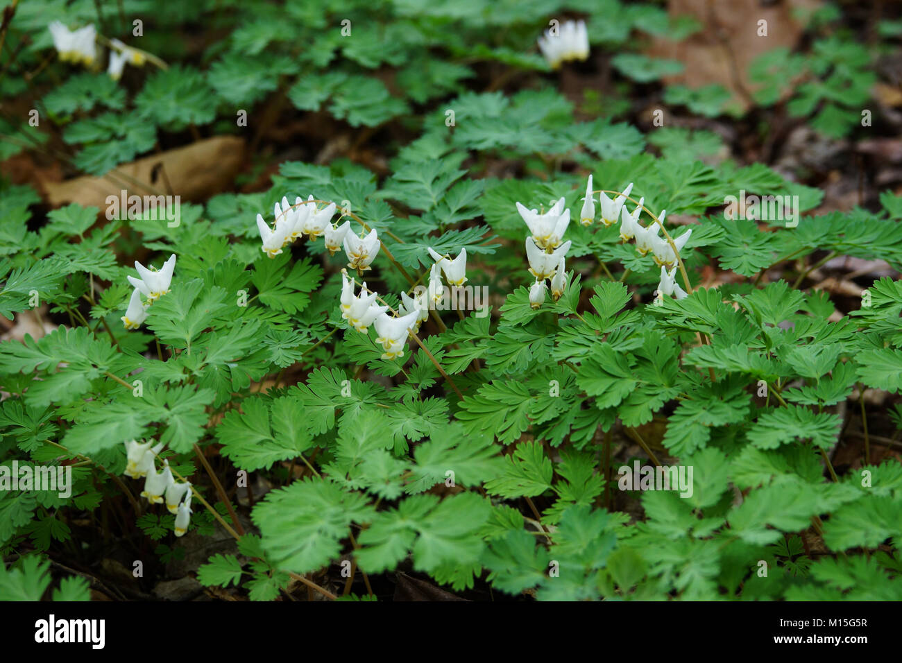 Squirrel corn (Dicentra canadensis) - north american spring wildflowers. Stock Photo