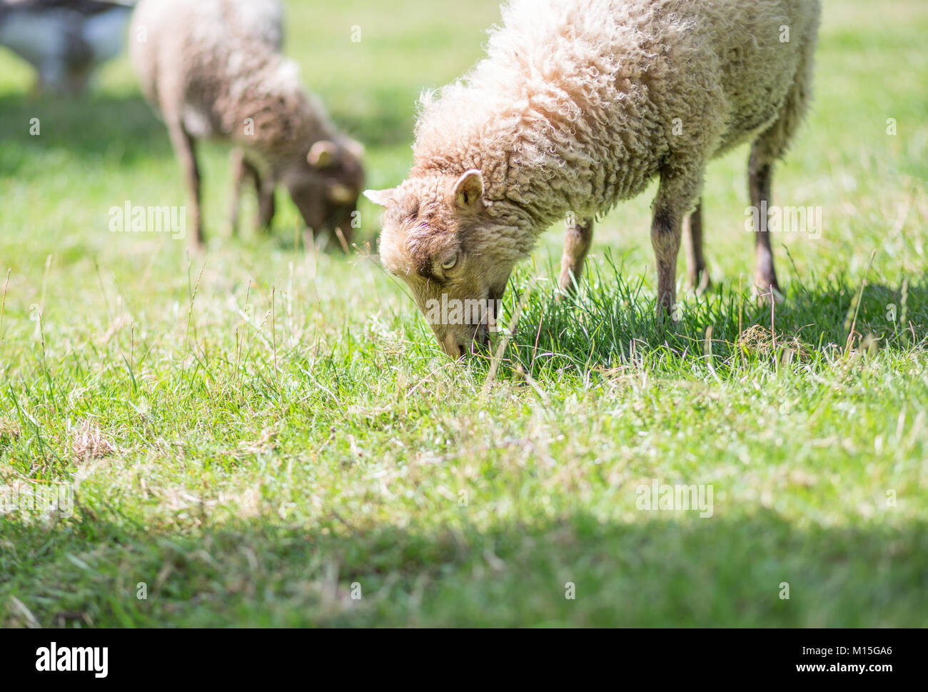 Sheep on meadow Stock Photo - Alamy