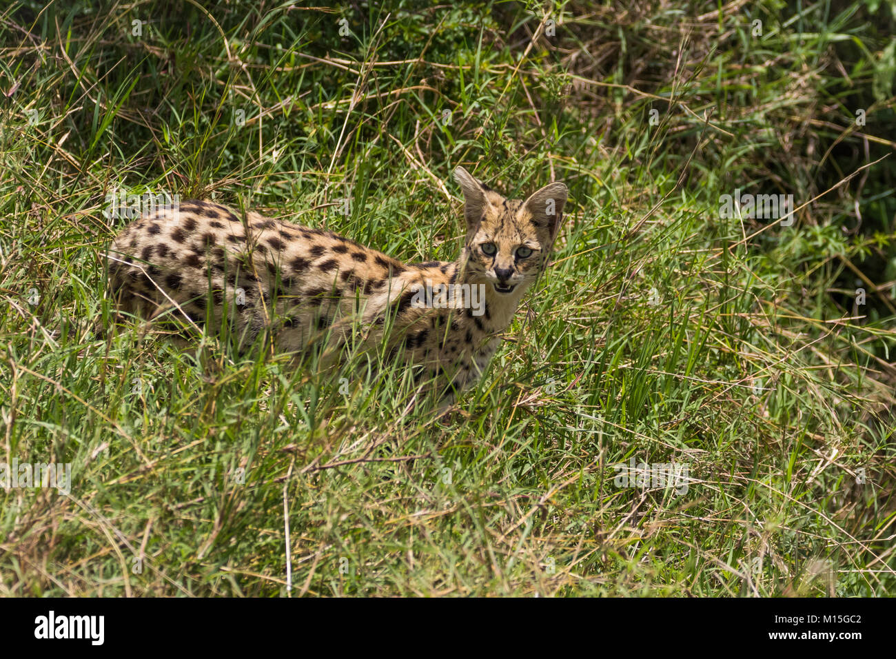 Serval cat on the hunt Stock Photo - Alamy