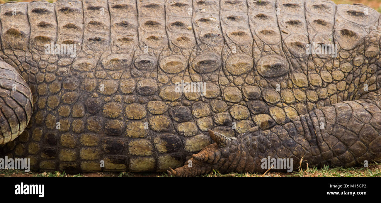 crocodile hide