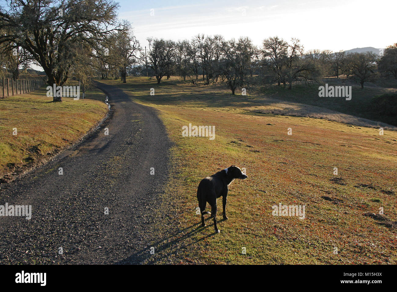 ranch dog Ukiah California Stock Photo Alamy