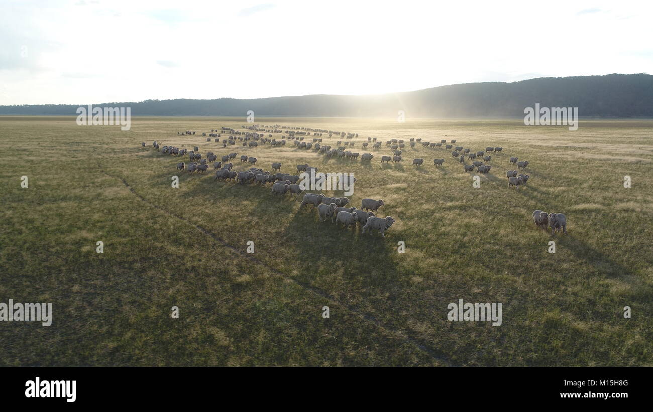 On the giant expanse of ACT's Lake George, a flock of sheep amble across to get a drink before nightfall Stock Photo