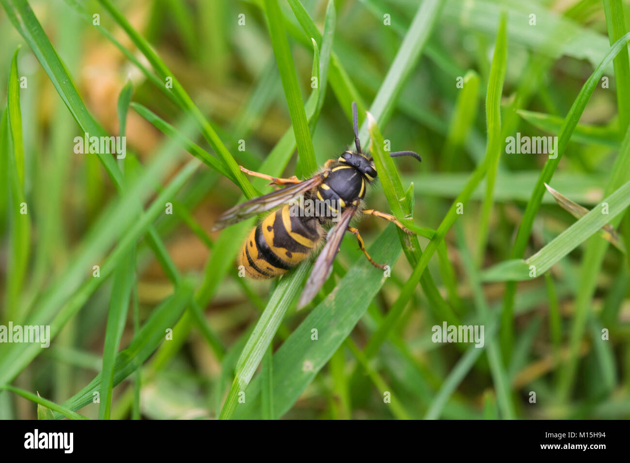 close up of a Wasp trying to climb a blade of grass Stock Photo