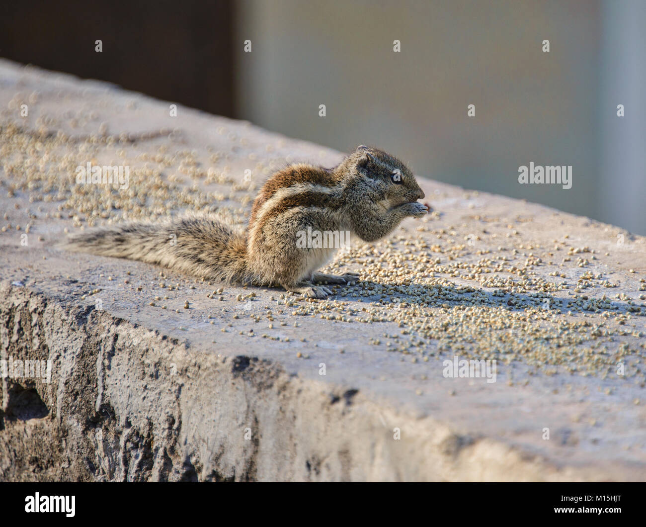 Indian squirrel hires stock photography and images Alamy
