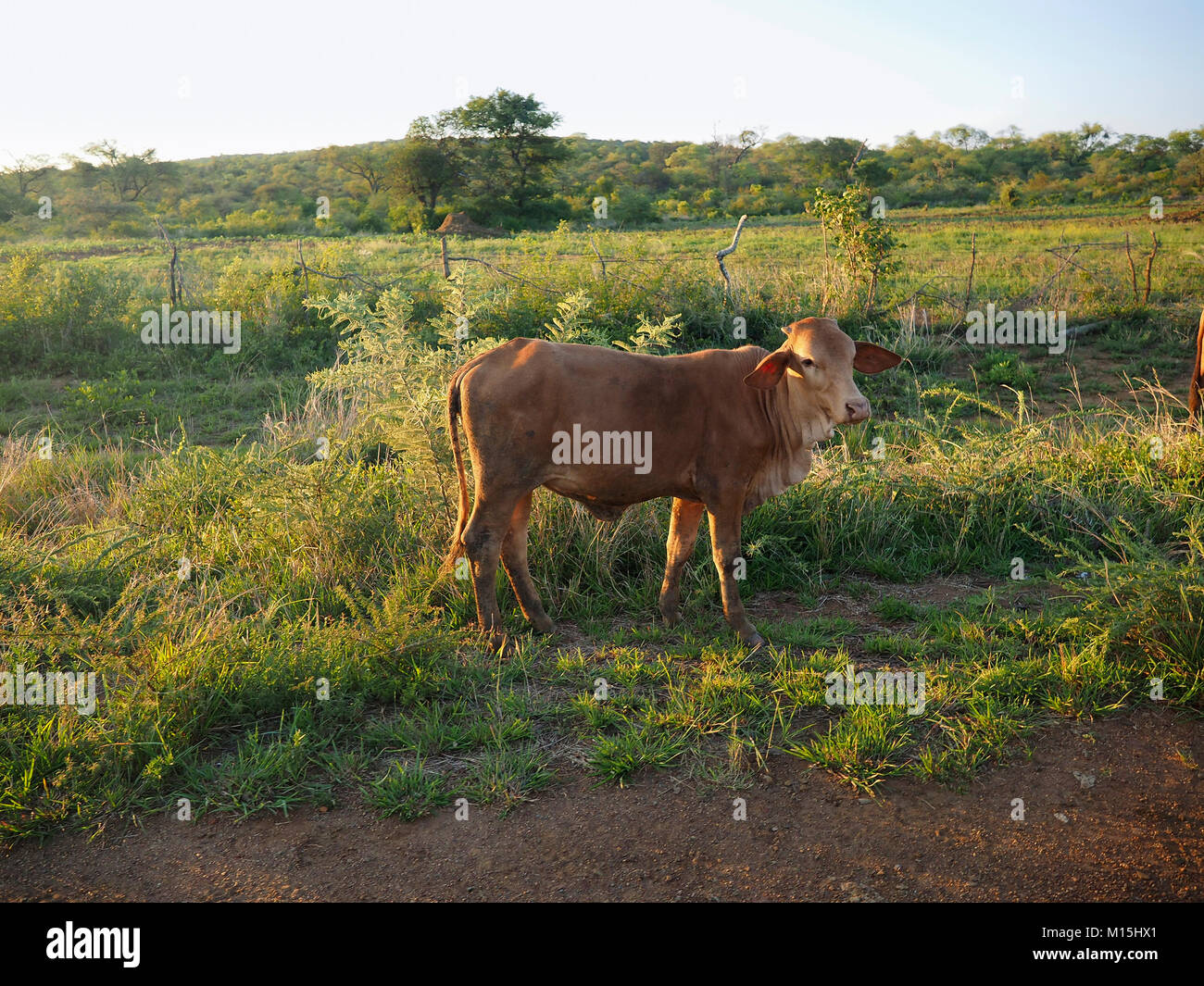 Domestic cow by the side of the road in Zimbabwe Stock Photo