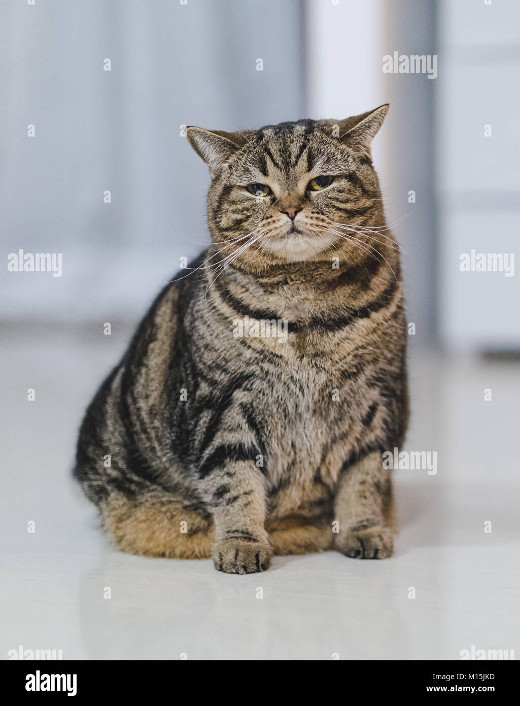 Funny Fat Cat Sitting Brown Cat Playing Relaxed Stock Photo Alamy