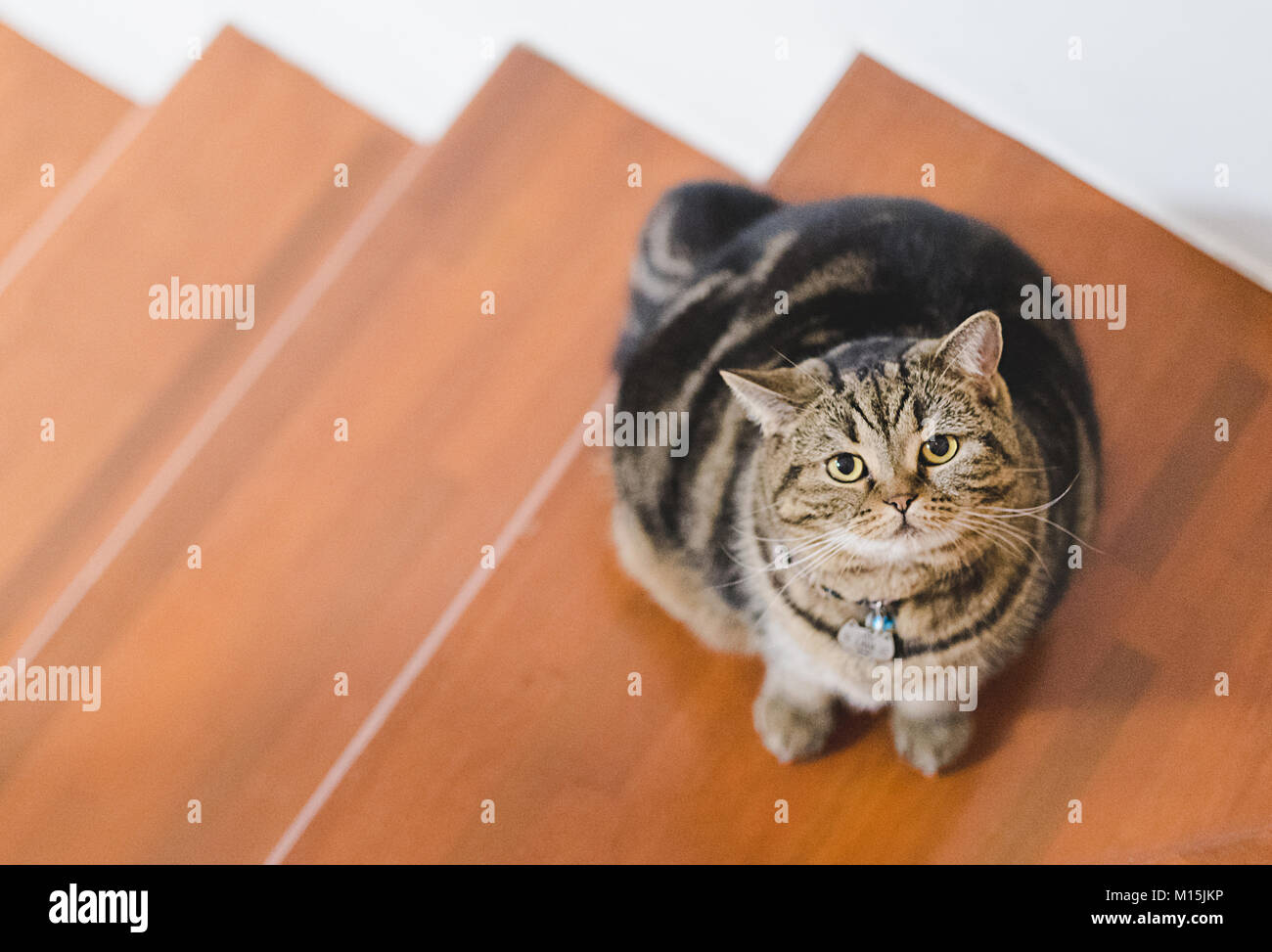 Funny Fat Cat Sitting Brown Cat Playing Relaxed Stock Photo Alamy