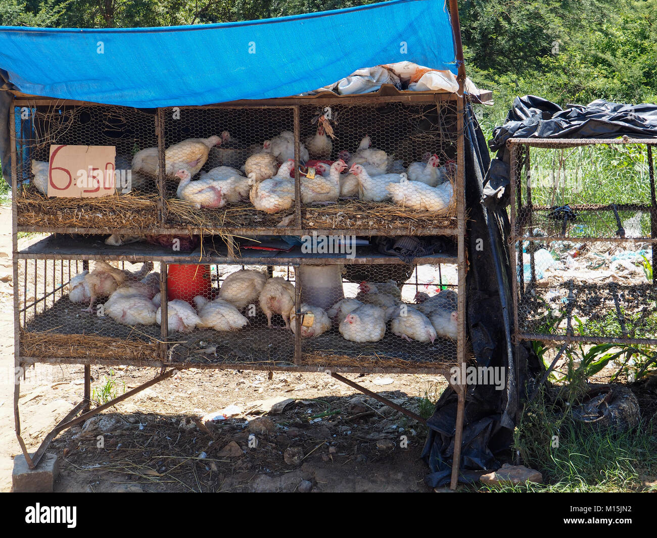 MASVINGO, ZIMBABWE DECEMBER 30, 2017 Live chickens for sale at the