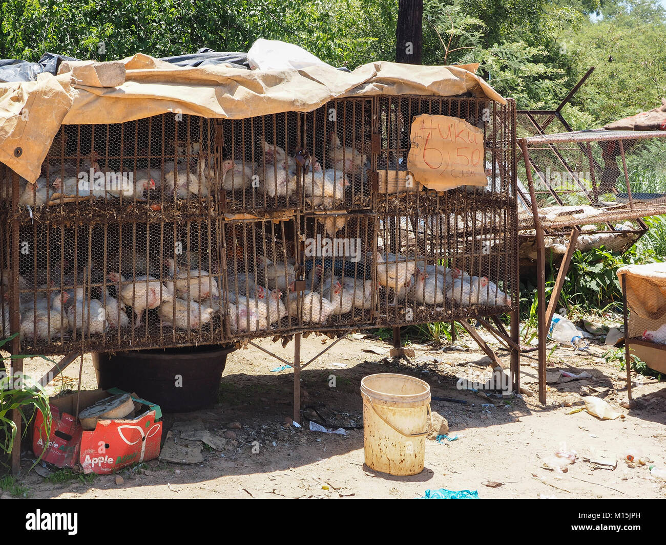 Live chickens hires stock photography and images Alamy