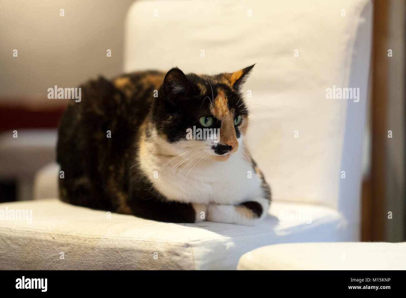 the charming cat lying on a chair Stock Photo - Alamy