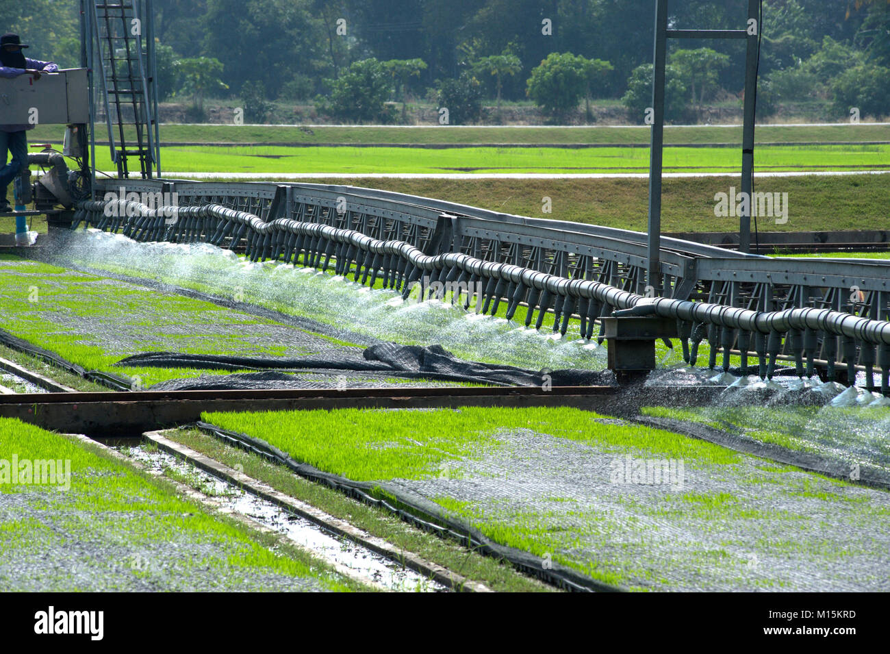 Watering for seeding rice with automatic Stock Photo Alamy