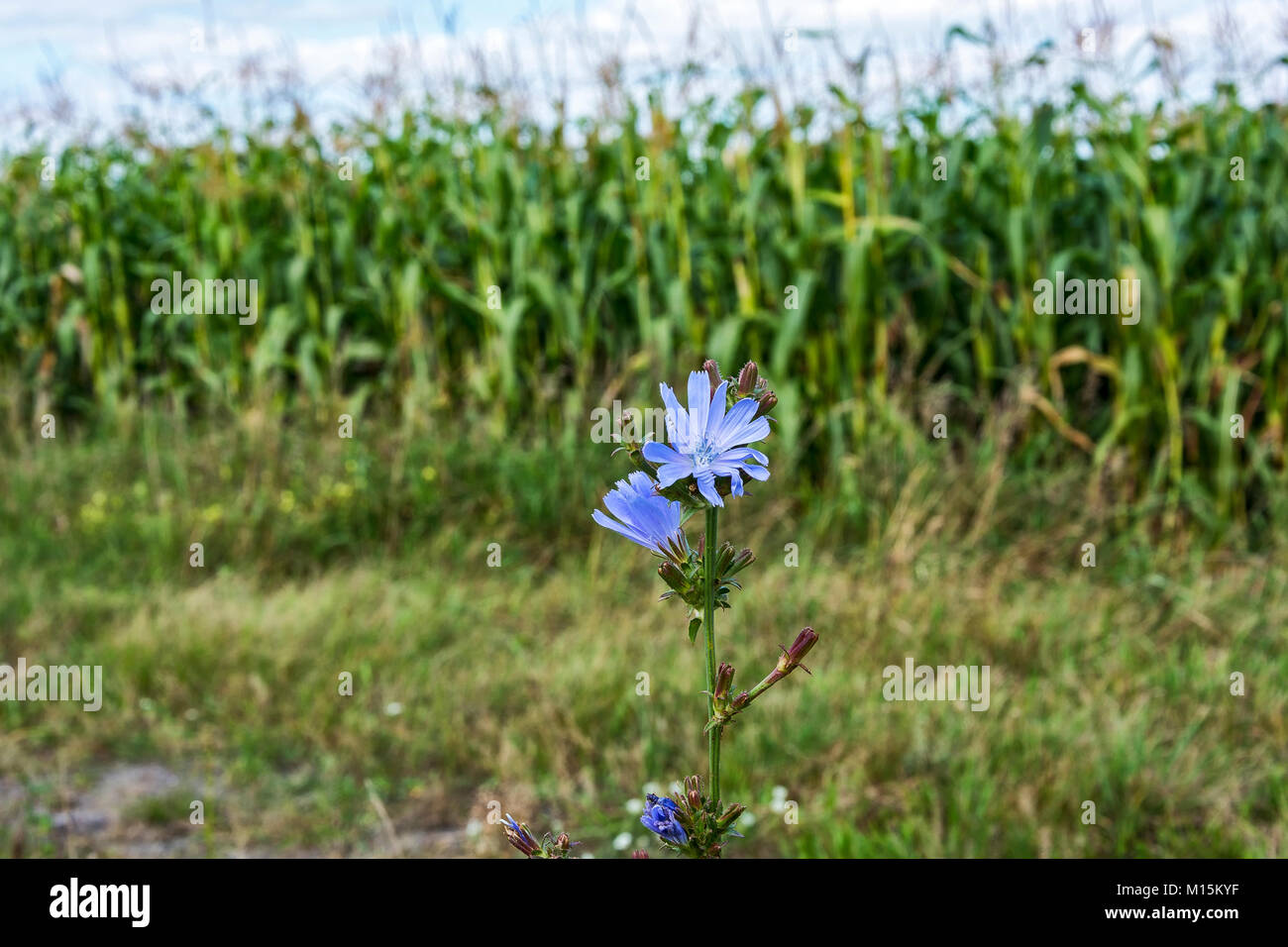 On blurred background of a corn field growing blue flowered chicory Stock Photo