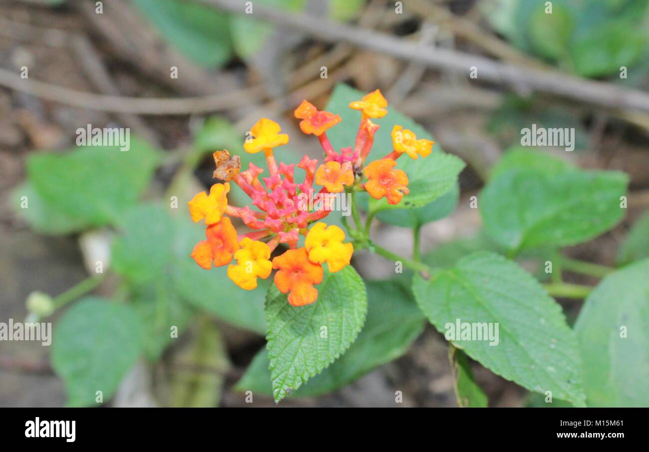 Orange flower in Borivali National Park Stock Photo