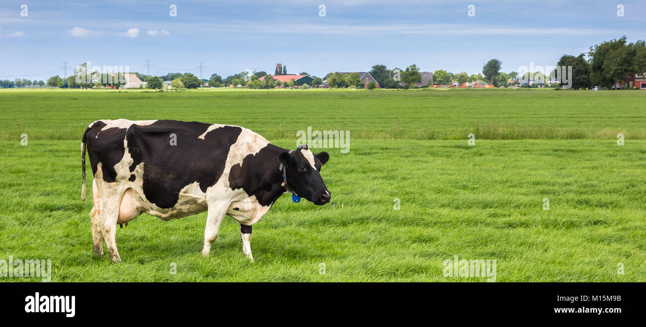 Panorama of a black and white cow in the dutch province of Groningen ...