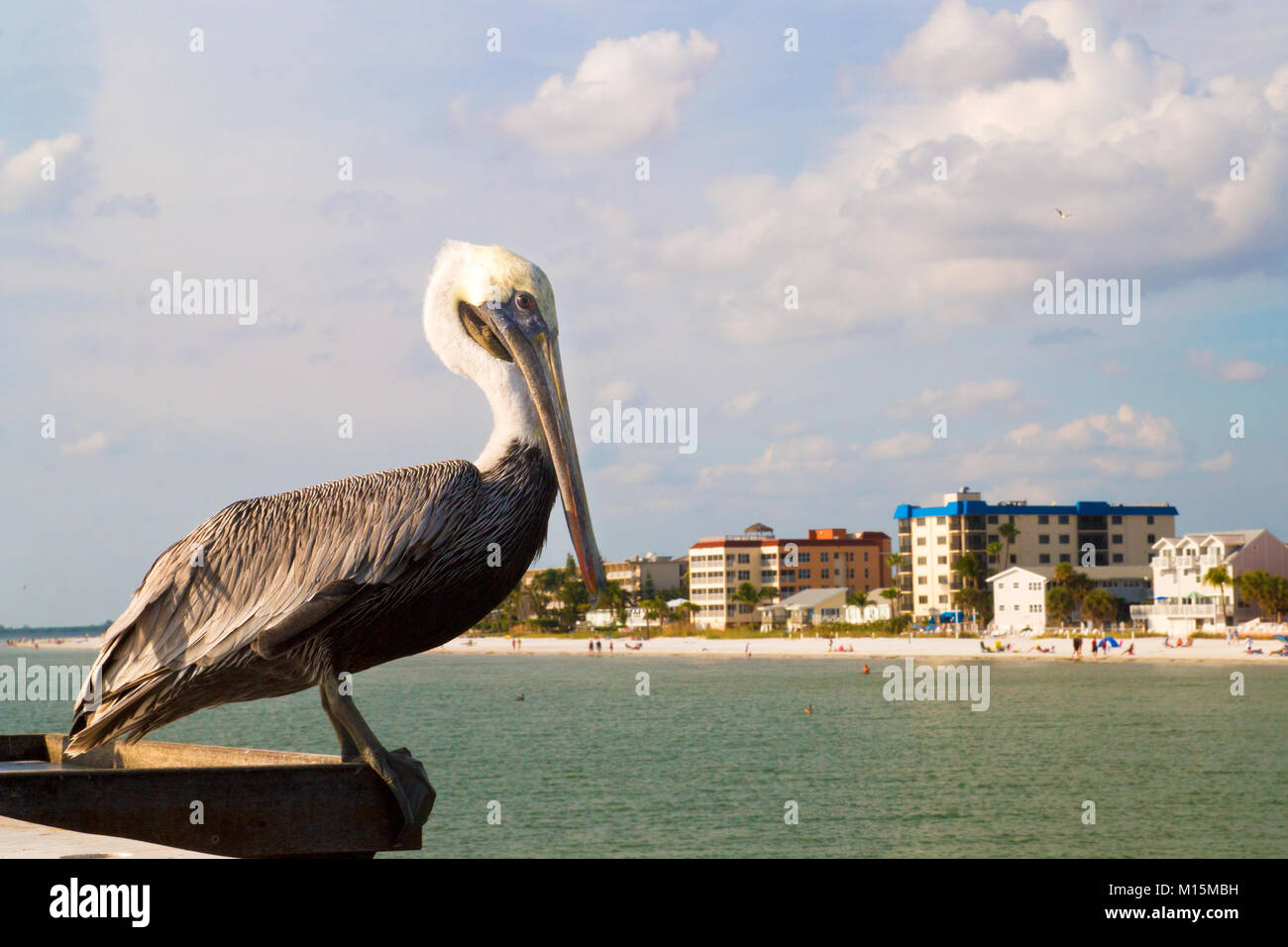Pelican, sandy beach and hotels view in back, Fort Myers beach Florida, The brown pelican, North American bird animal of pelican family, Pelecanidae Stock Photo