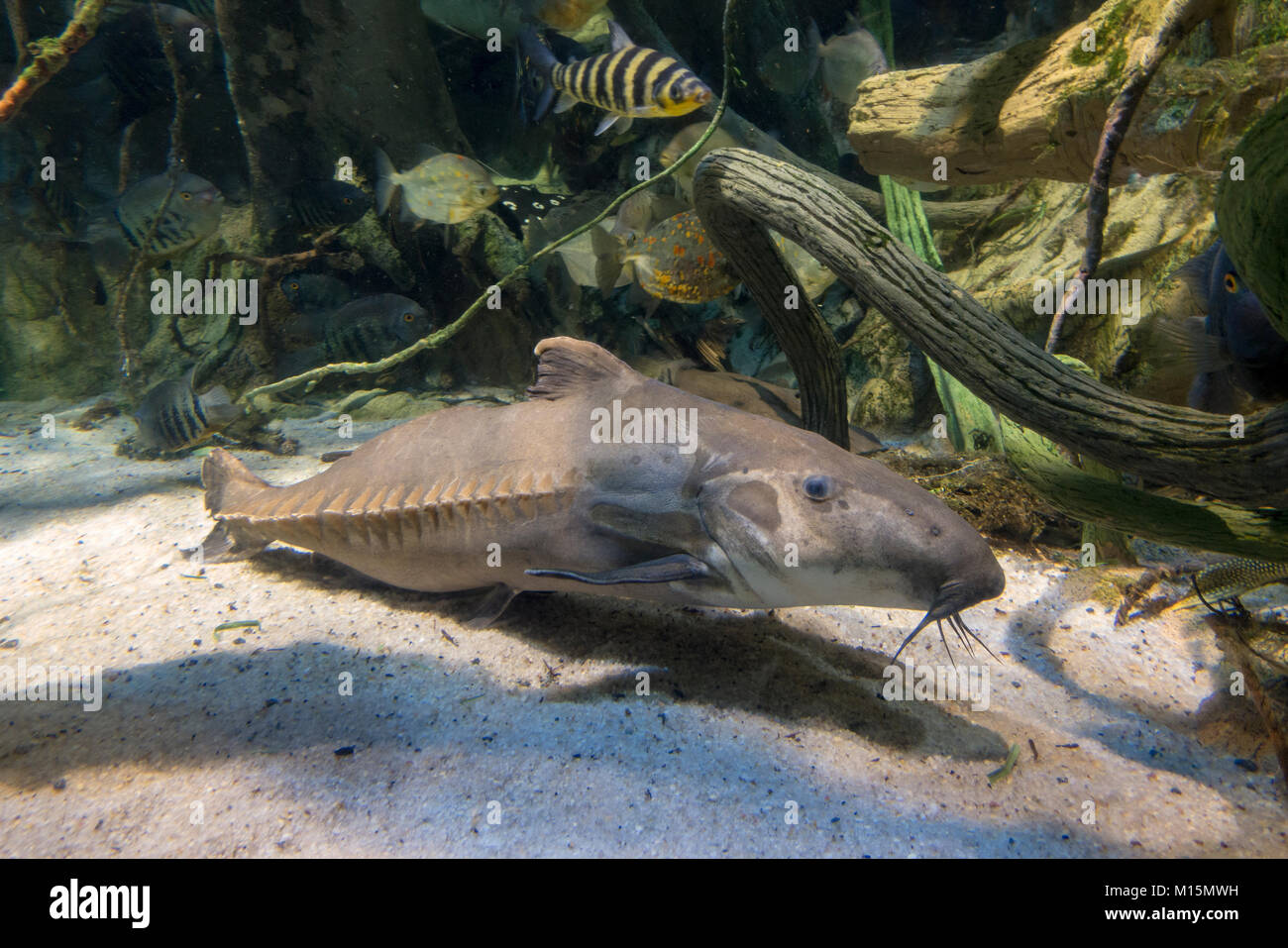 A Black armored catfish on display in the National Aquarium, Baltimore, Maryland, United States. Stock Photo