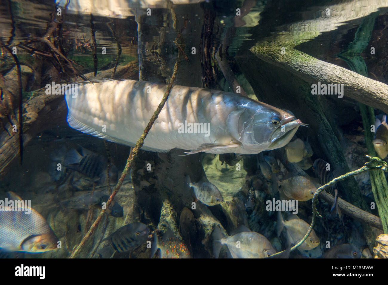 A silver arowana on display in the National Aquarium, Baltimore, Maryland, United States. Stock Photo