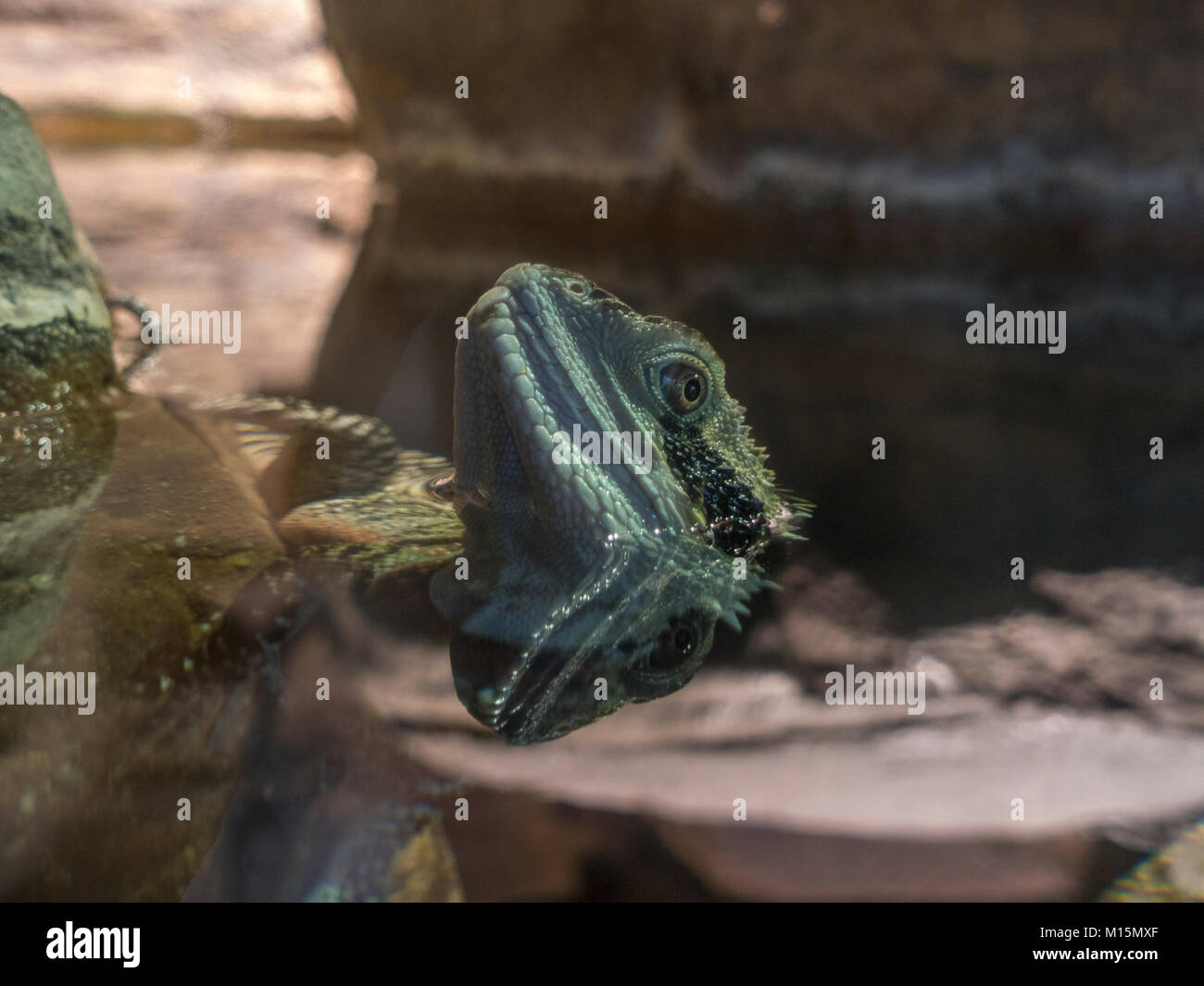 Eastern water dragon on display in the National Aquarium, Baltimore